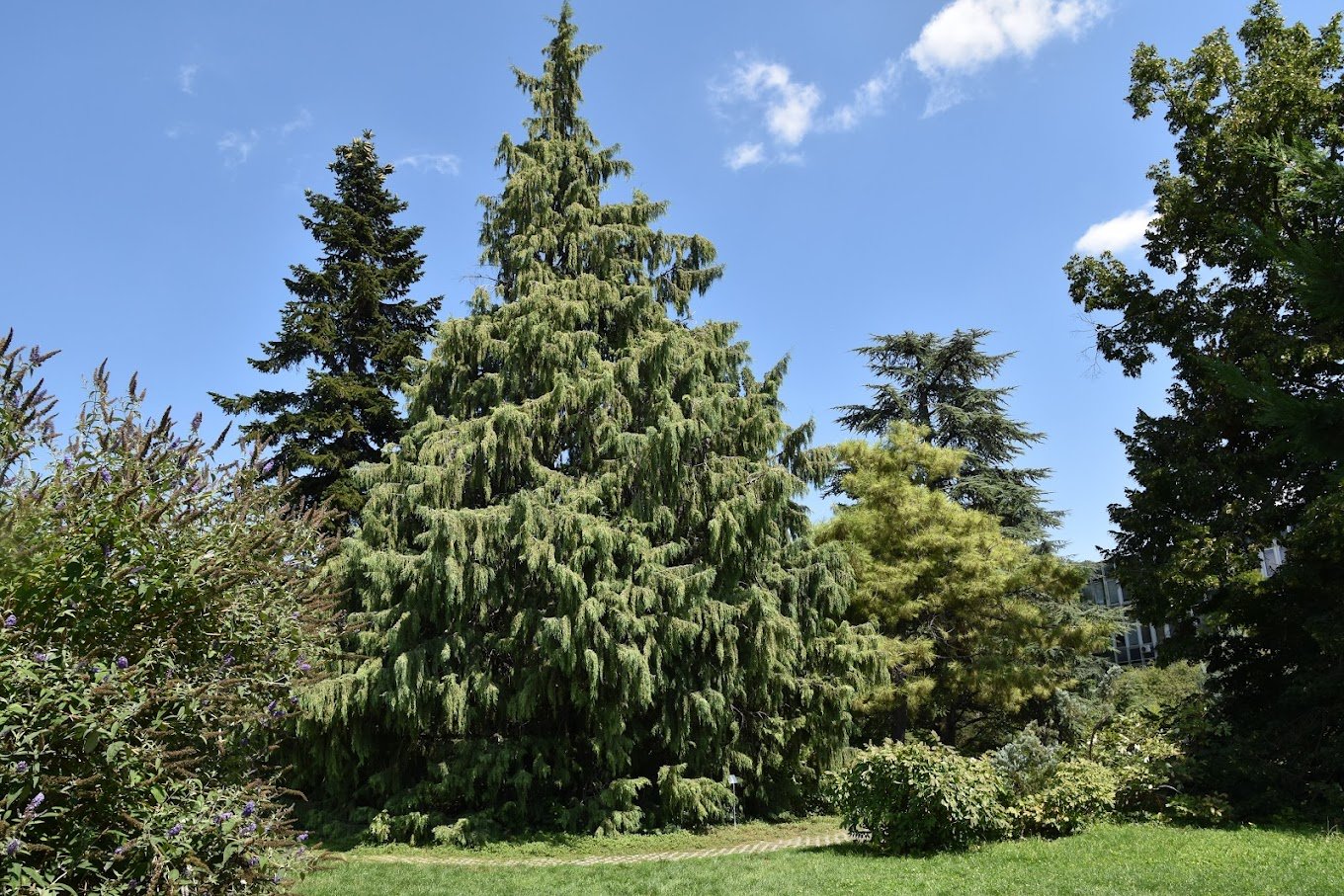 Buda Arboretum