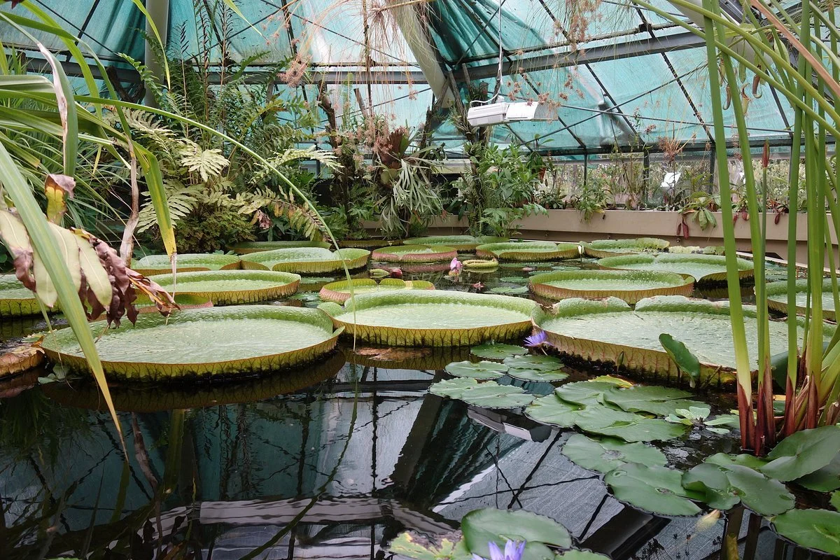Füvészkert Botanical Garden