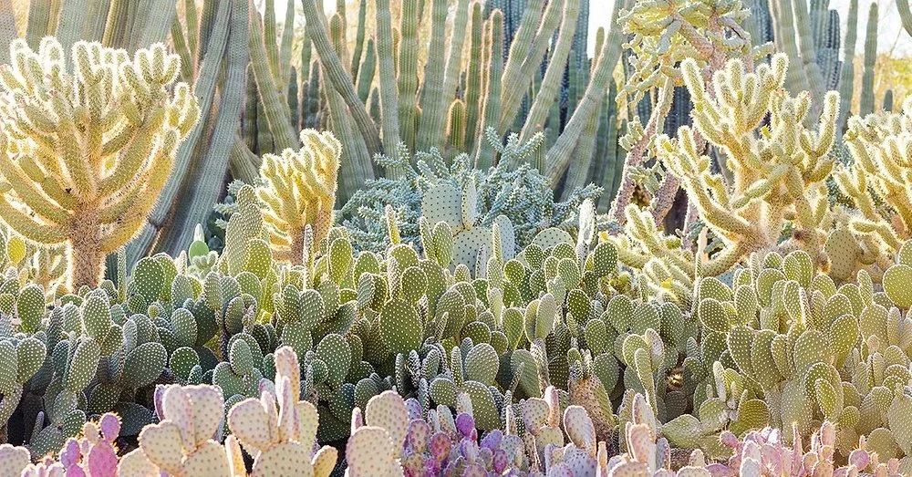 Desert Botanical Garden