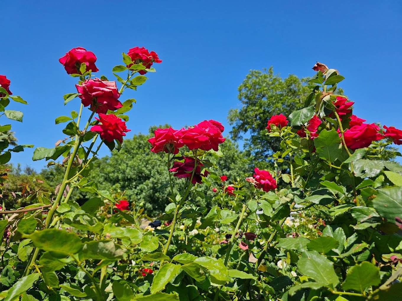 Encanto Rose Garden