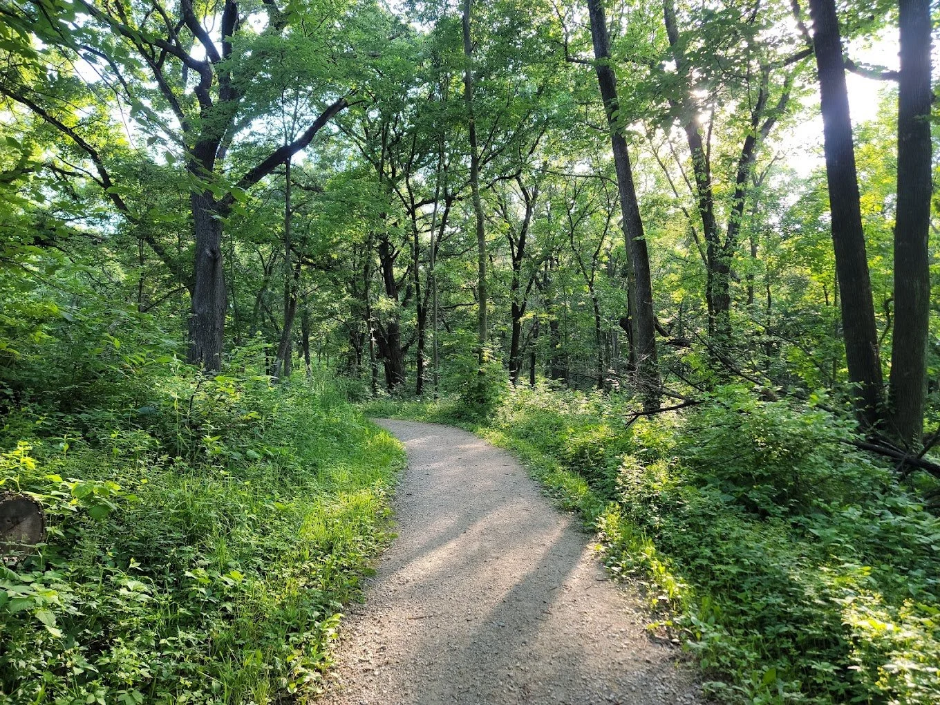 Brown's Woods