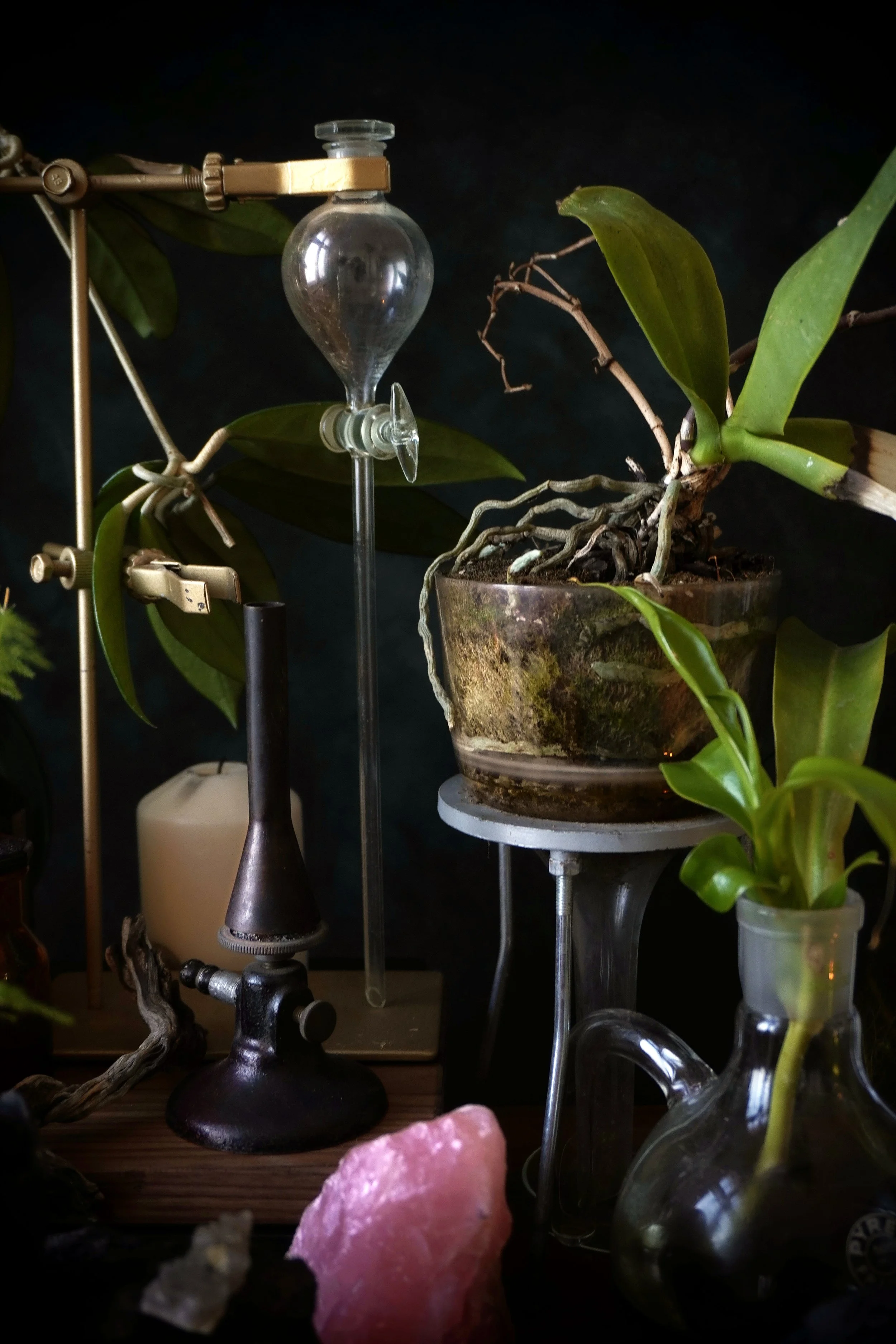 Plants as Objects, Not Decorations
