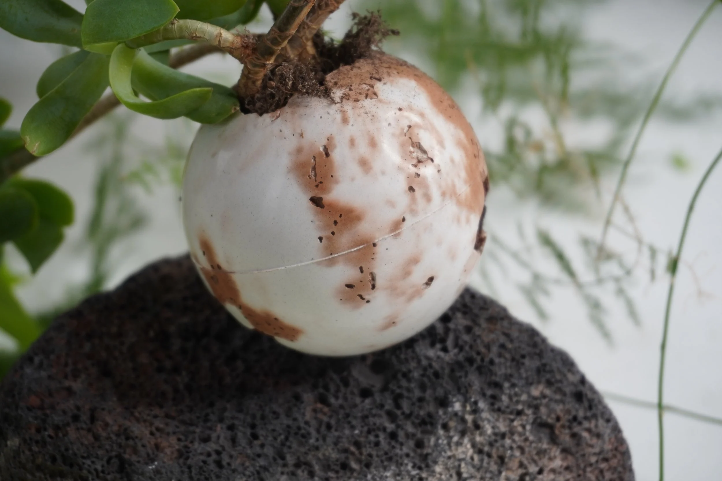 Styling “Lacaille” from the Outer Worlds Collection