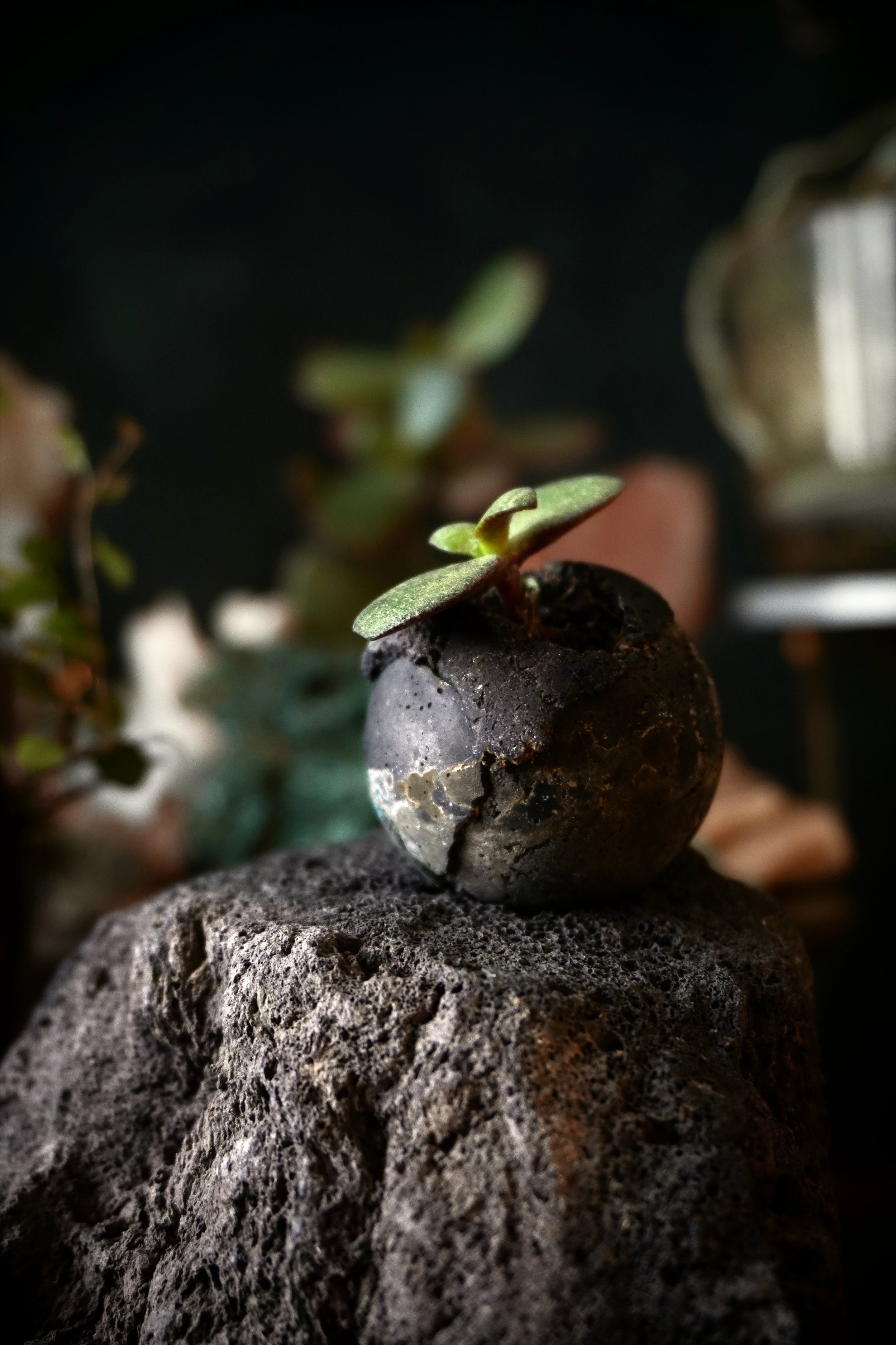 Plants in Our Visual Memory&nbsp;