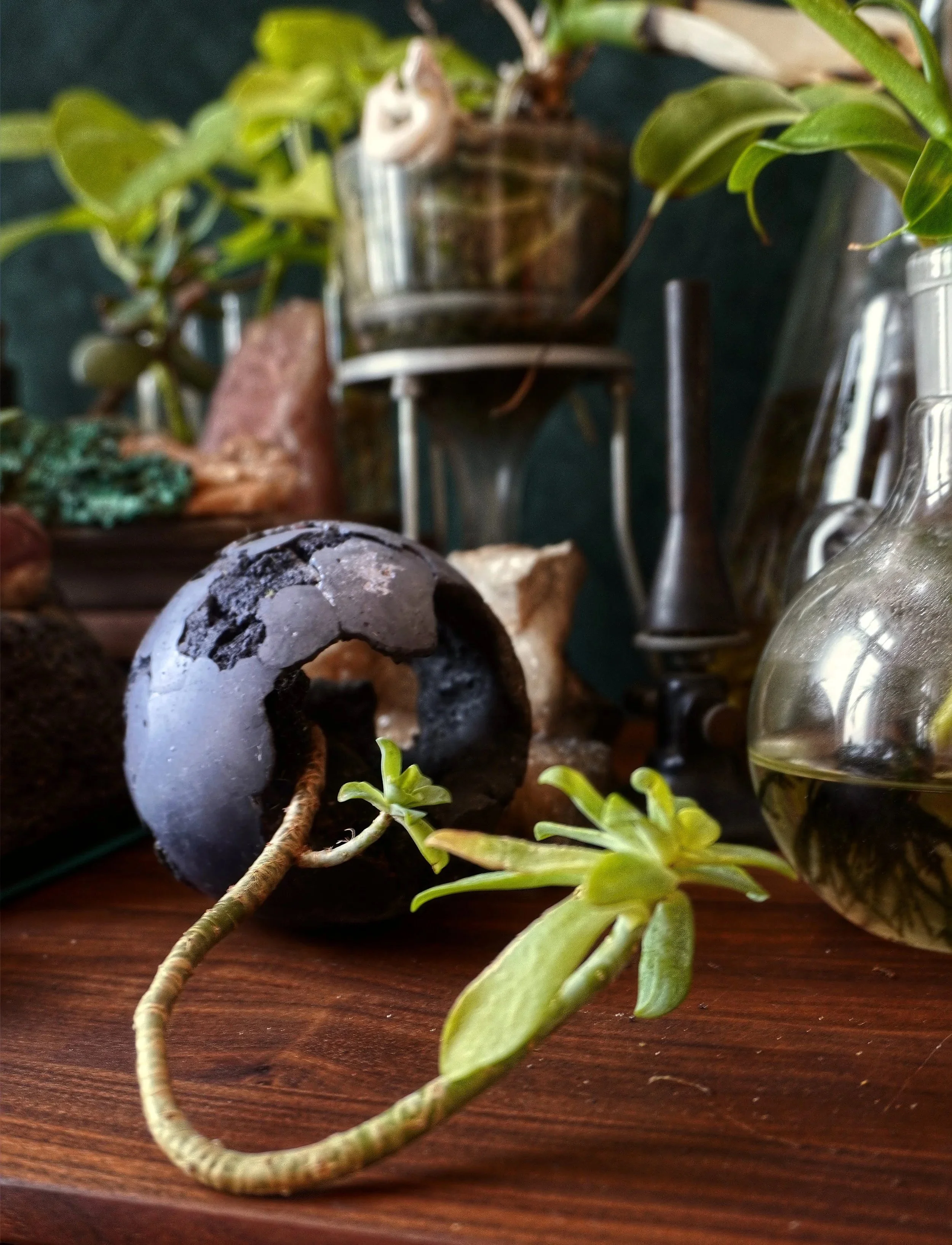 Urban Nature Is Not Romantic