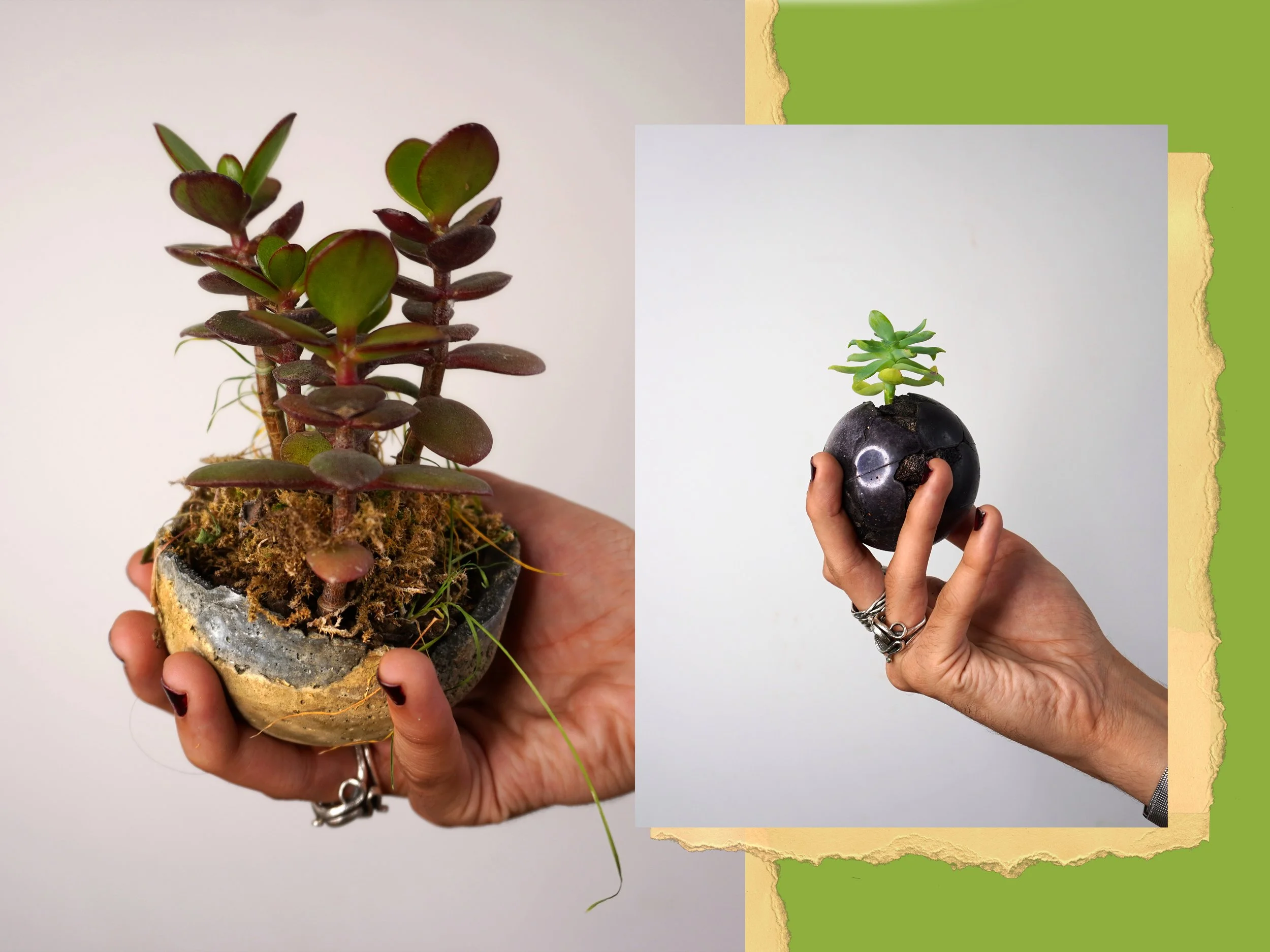 Why Succulents Are the Perfect Plants for Beginners