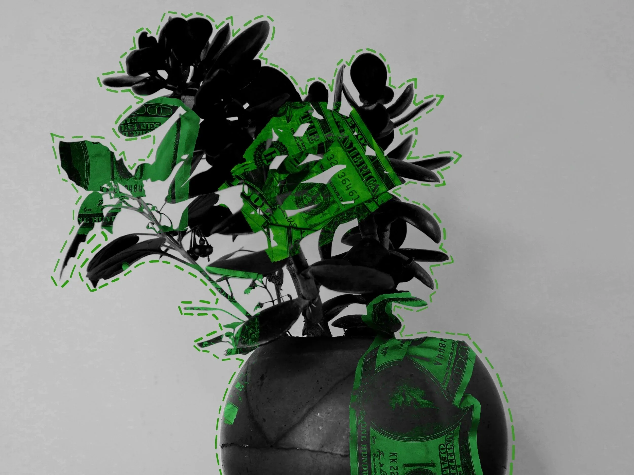 Can a Plant Be Luxury?