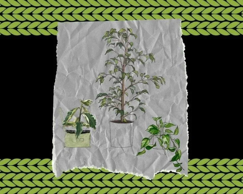 Slow Craft, Slow Growth: Why Knitters Make Better Plant Parents