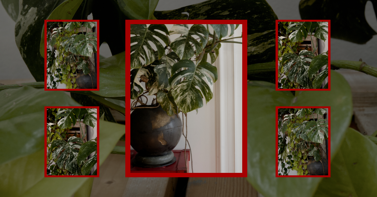 What the Research Actually Says: The Science of Living With Plants