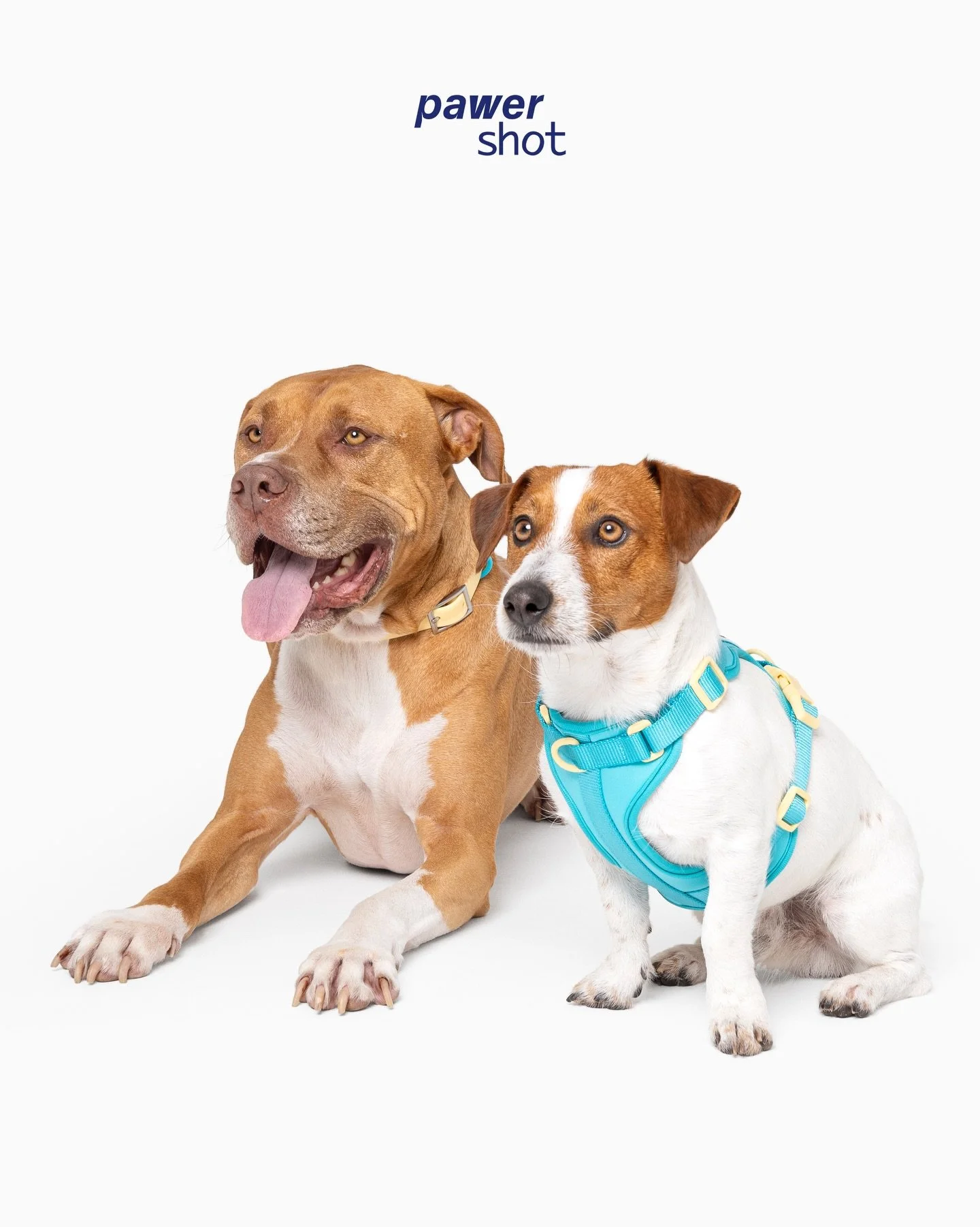 a sorte grande e a termina&ccedil;&atilde;o ✨ fa&ccedil;am swipe e para momentos ca&oacute;ticos da sess&atilde;o 🤭
&bull;
🇵🇹 fotografia de produto em pet para a Morris Got Mail
Marca j&aacute; a sess&atilde;o da tua marca connosco ⚡️ atrav&eacute