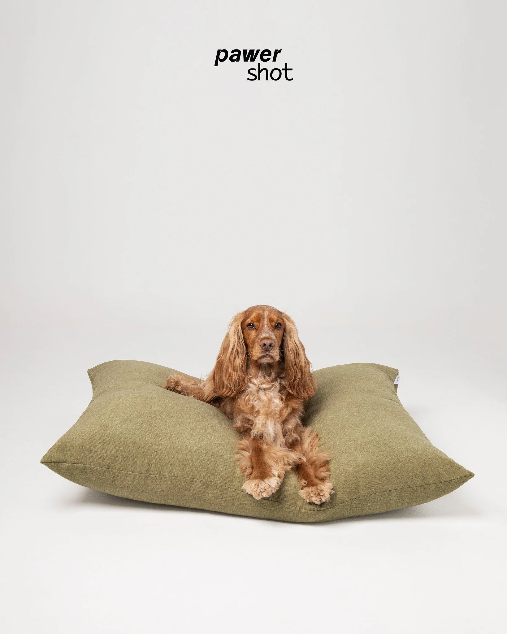 h&aacute; produtos que precisam dos pets para serem vistos com autenticidade 😉 n&oacute;s garantimos sempre os melhores modelos 🐾
&bull;
🇵🇹 fotografia de produto pet para a @thehappynestbrand 
Marca j&aacute; a sess&atilde;o da tua marca connosco