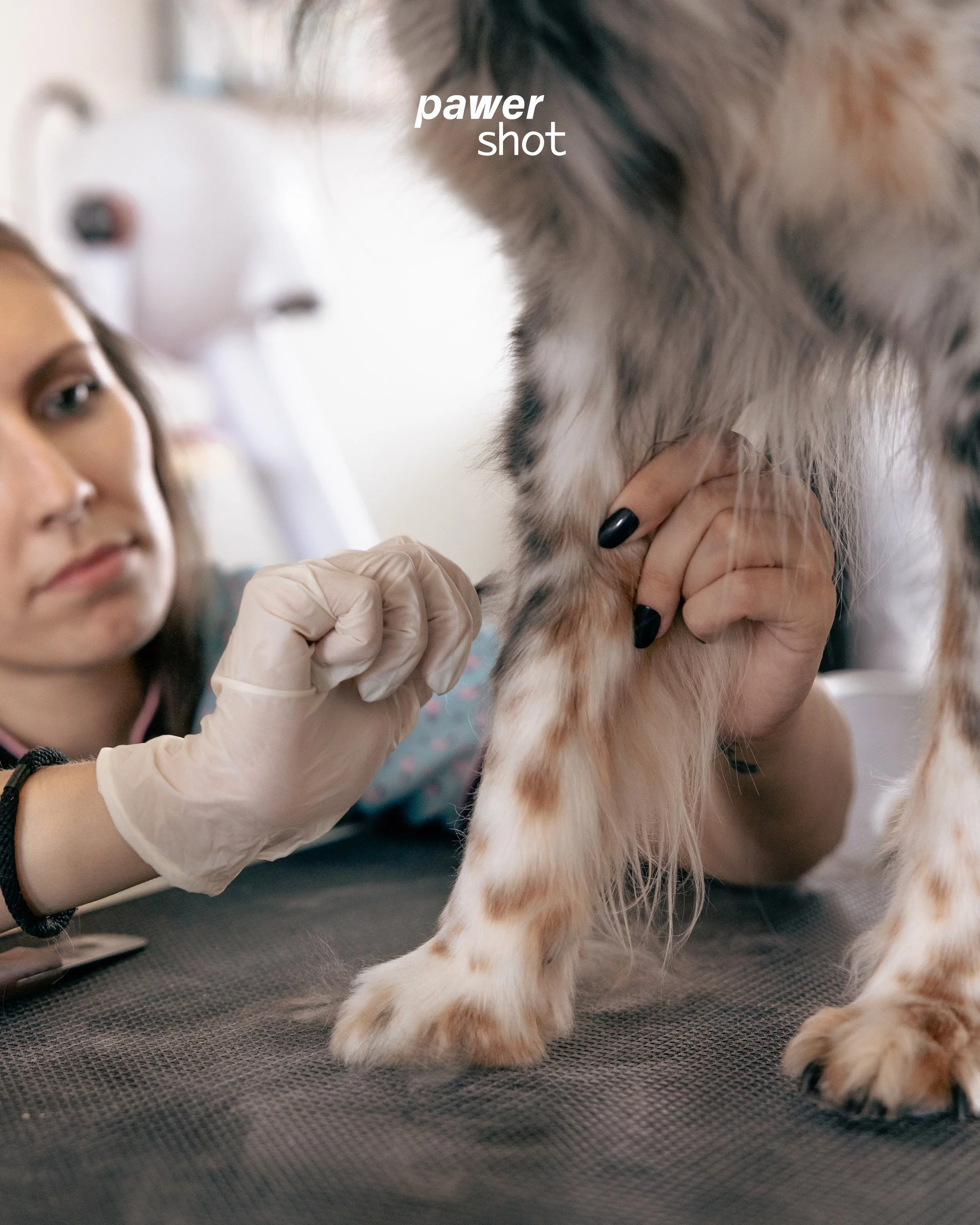 um trabalho diferente do habitual... mas que gost&aacute;mos muito! 🫧
num mundo onde fotografamos produtos 24/7, enaltecer um servi&ccedil;o &eacute; um desafio, dos bons ✨
&bull;
🇵🇹 fotografia de servi&ccedil;o pet para a @brush.your.pet 
Marca j