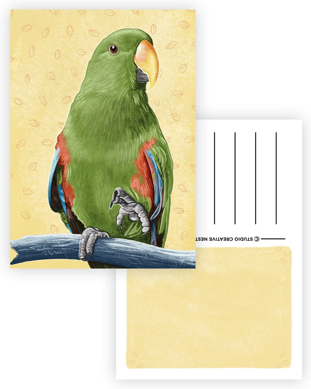 Eclectus Parrot