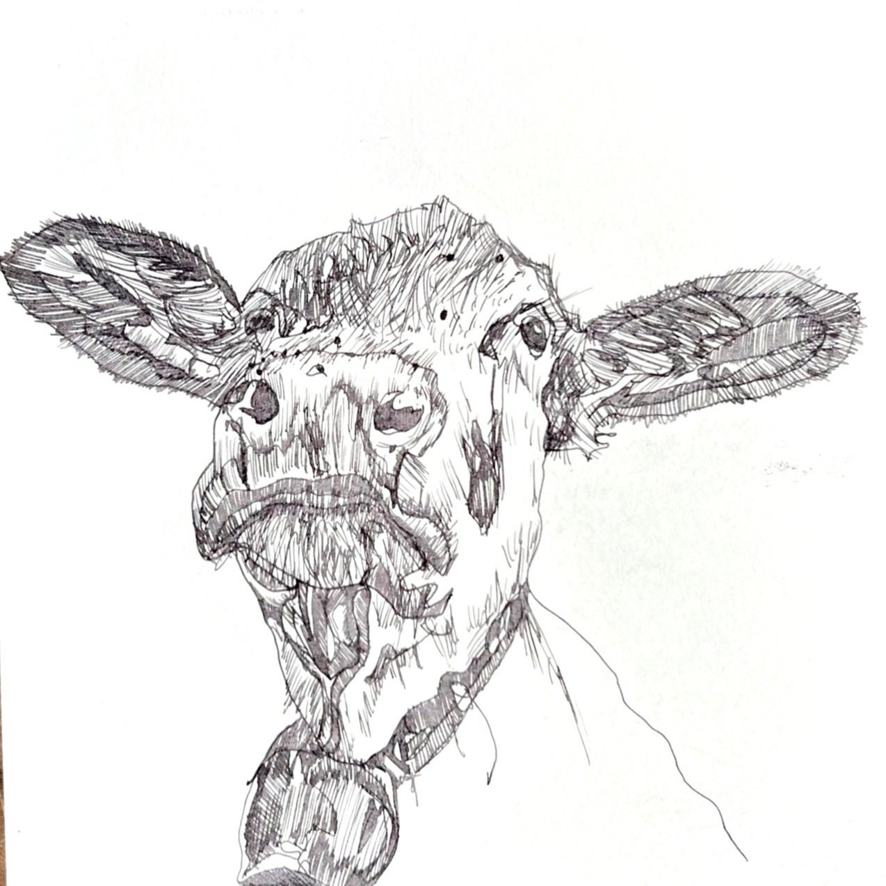 Cow fountain pen sketch.