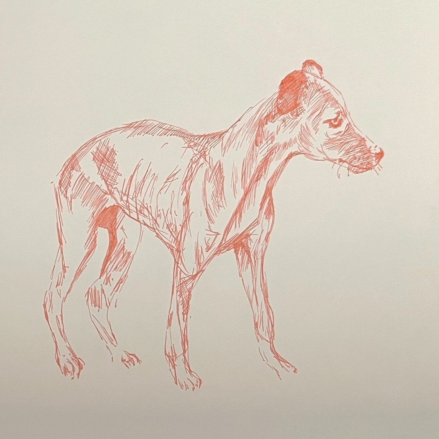 Whippet puppy. Fountain pen sketch. Red pencil.