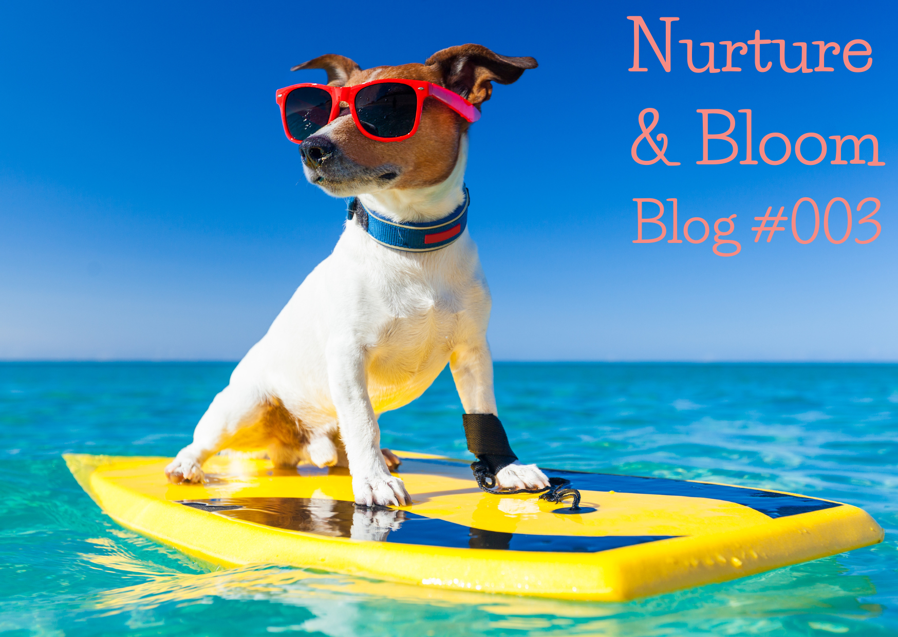 Cool image of small dog with orange sunglasses on sitting on a surf board on calm seascape. Link to blog : Being in the flow