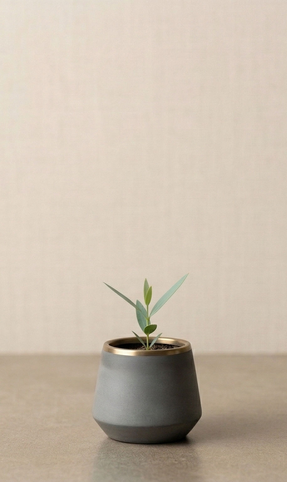 Small potted plant with green leaves on a light-colored surface, plain beige background.