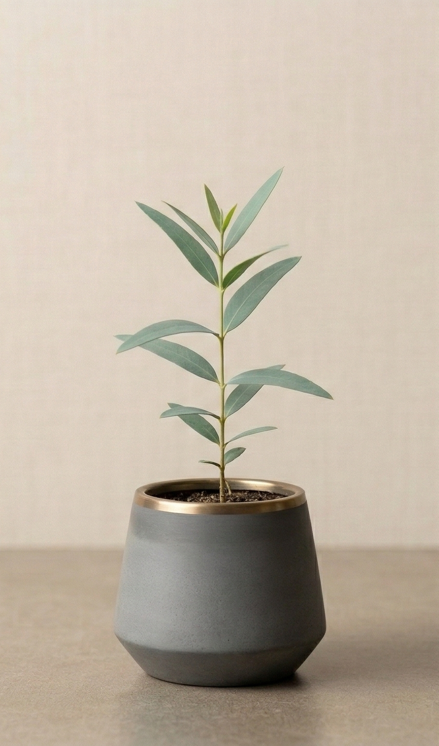 A young green plant with multiple leaves in a gray planter on a surface against a plain light background.