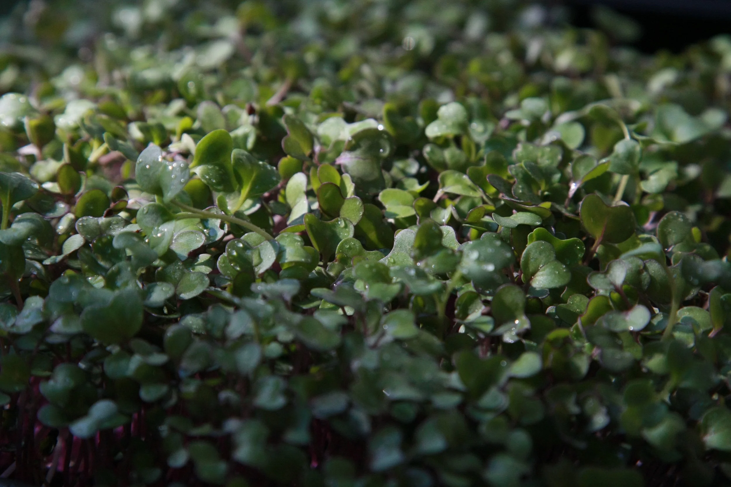 The Billion-Euro Mini Vegetable?