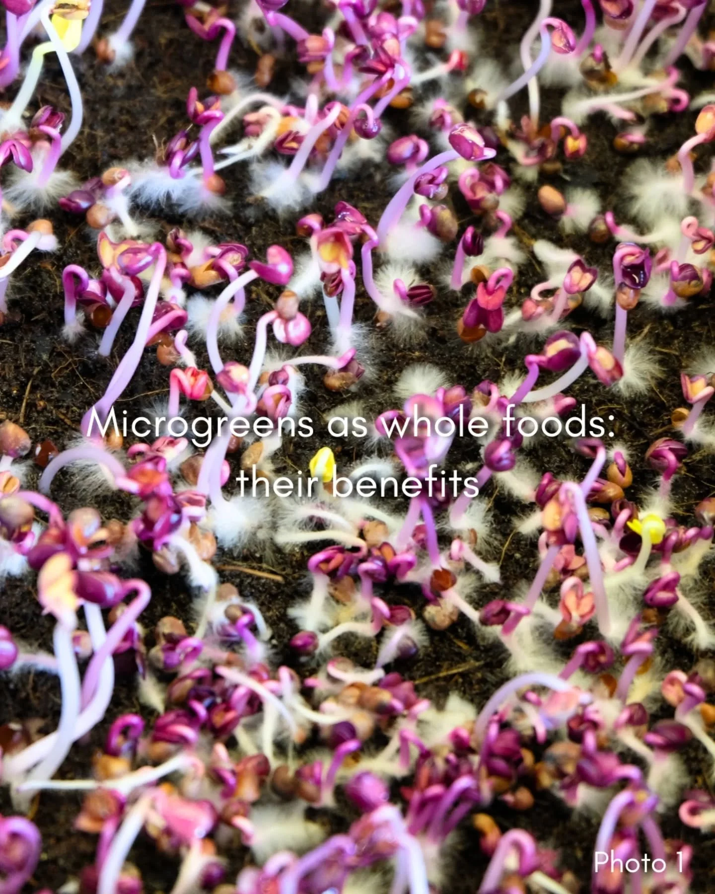 Microgreens and whole foods: what are some of their benefits?👇🏼👇🏼👇🏼

Photo 2:
Whole foods are natural foods free from additives or chemicals, substances that can often harm your body and disconnect you from the true nature of eating. Microgreen