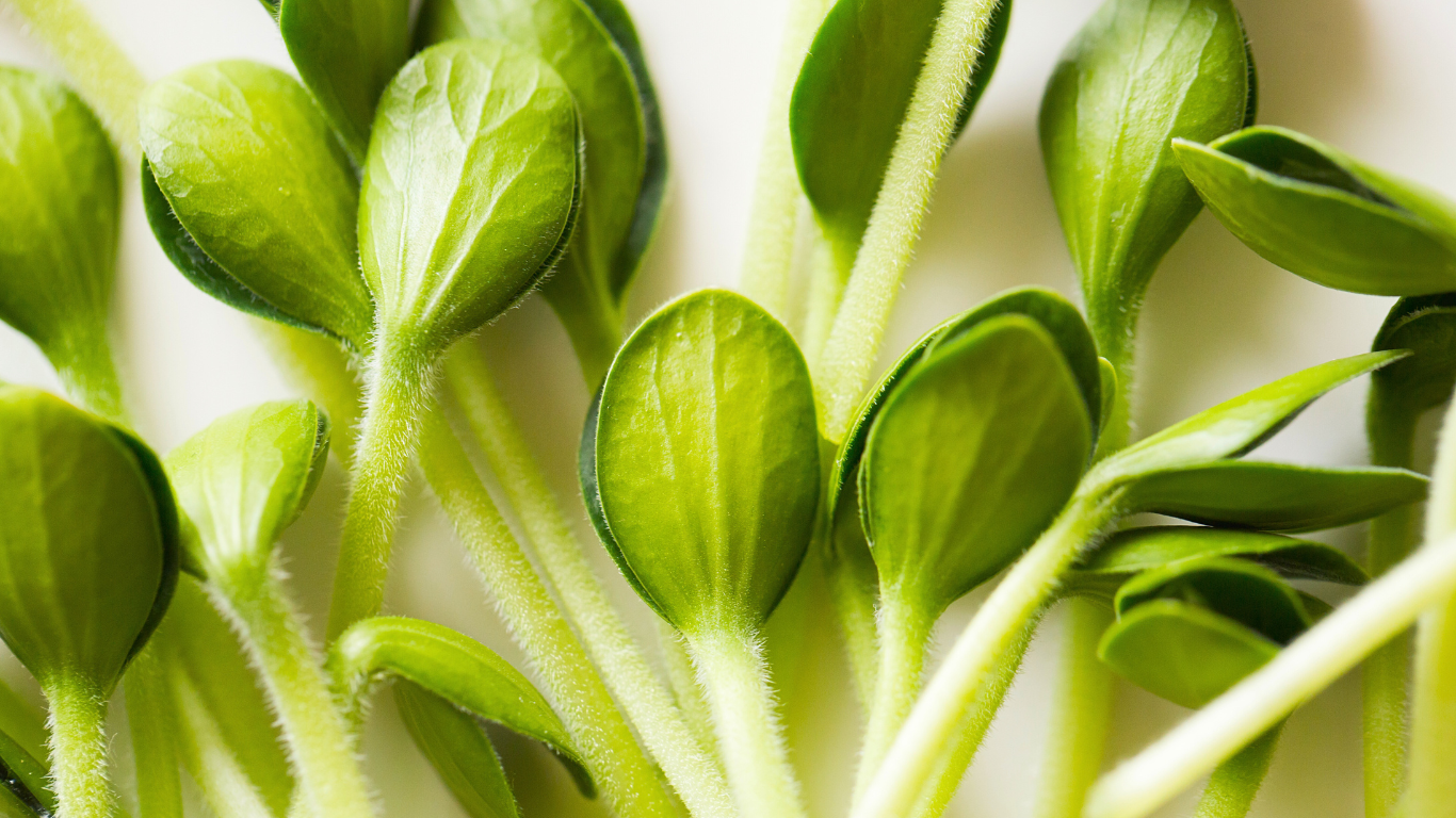 Why Microgreens Make Every Plate Picture-Perfect