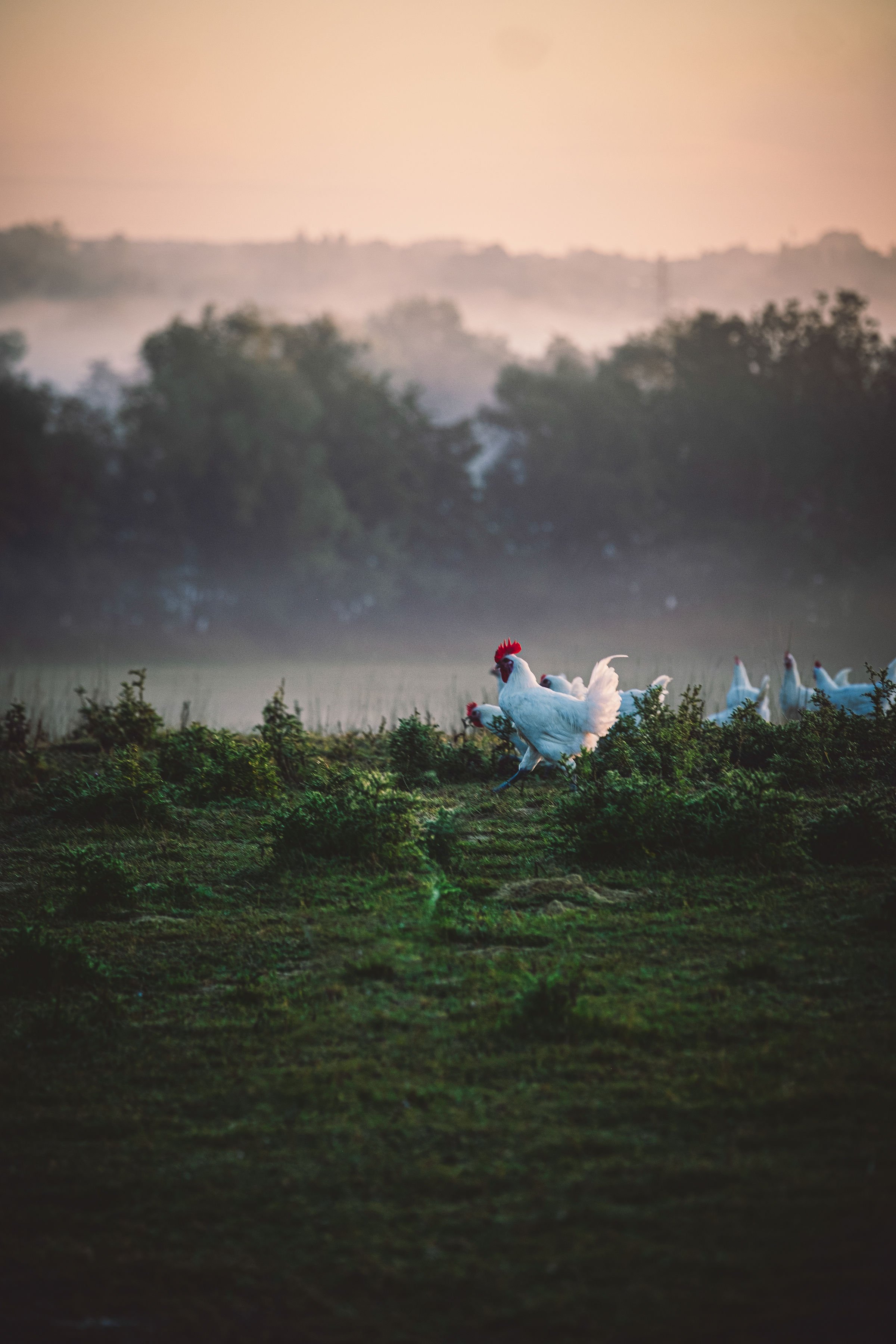 De pure smaak van onze boerderij Le Devant