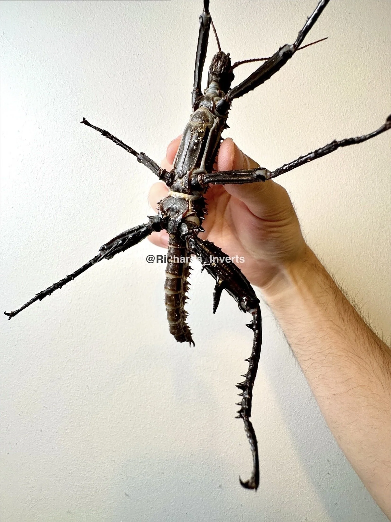 Giant Thorny Devil Stick Insect Care Sheet Richard s Inverts