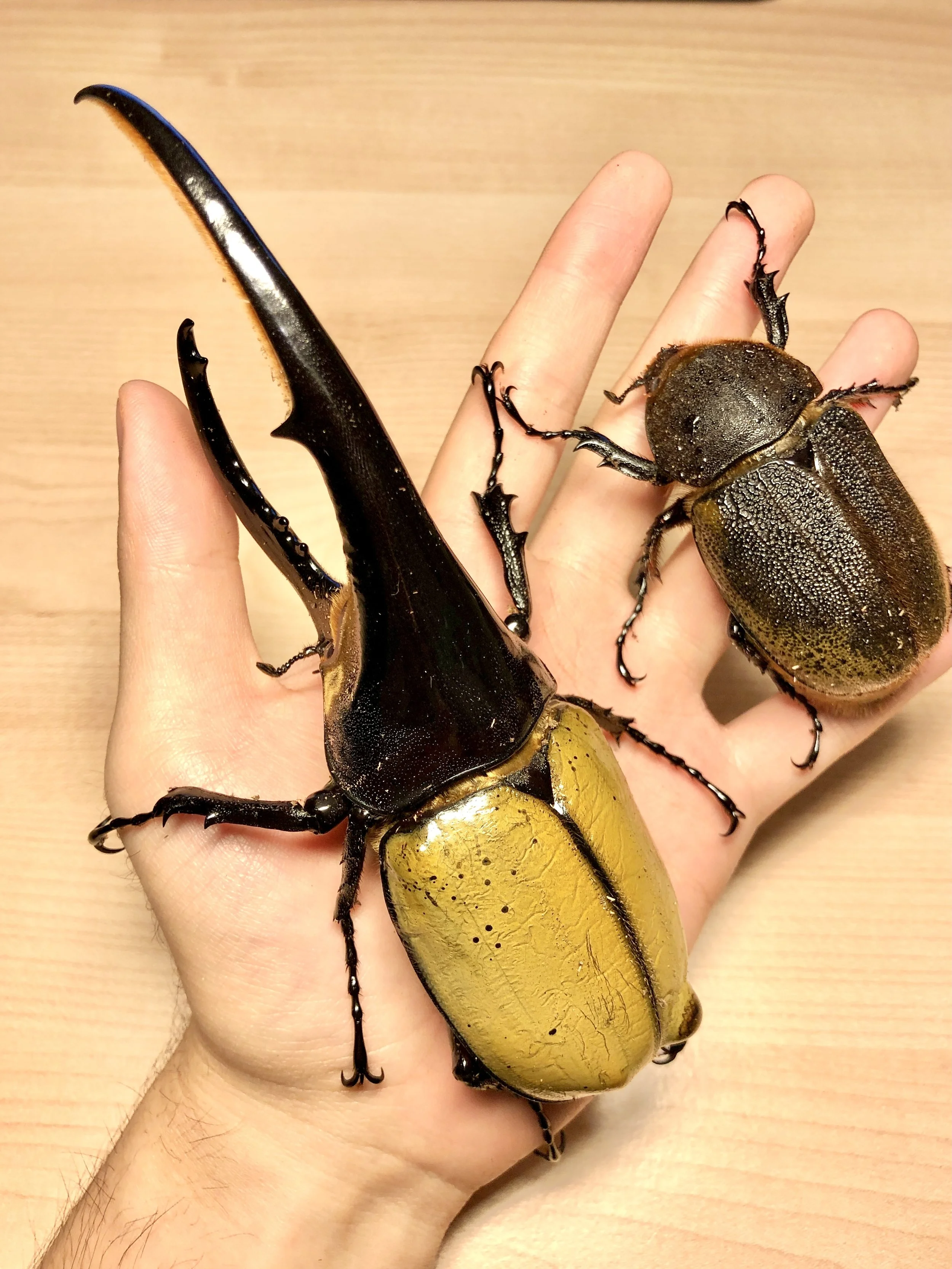 About — Richard's Inverts