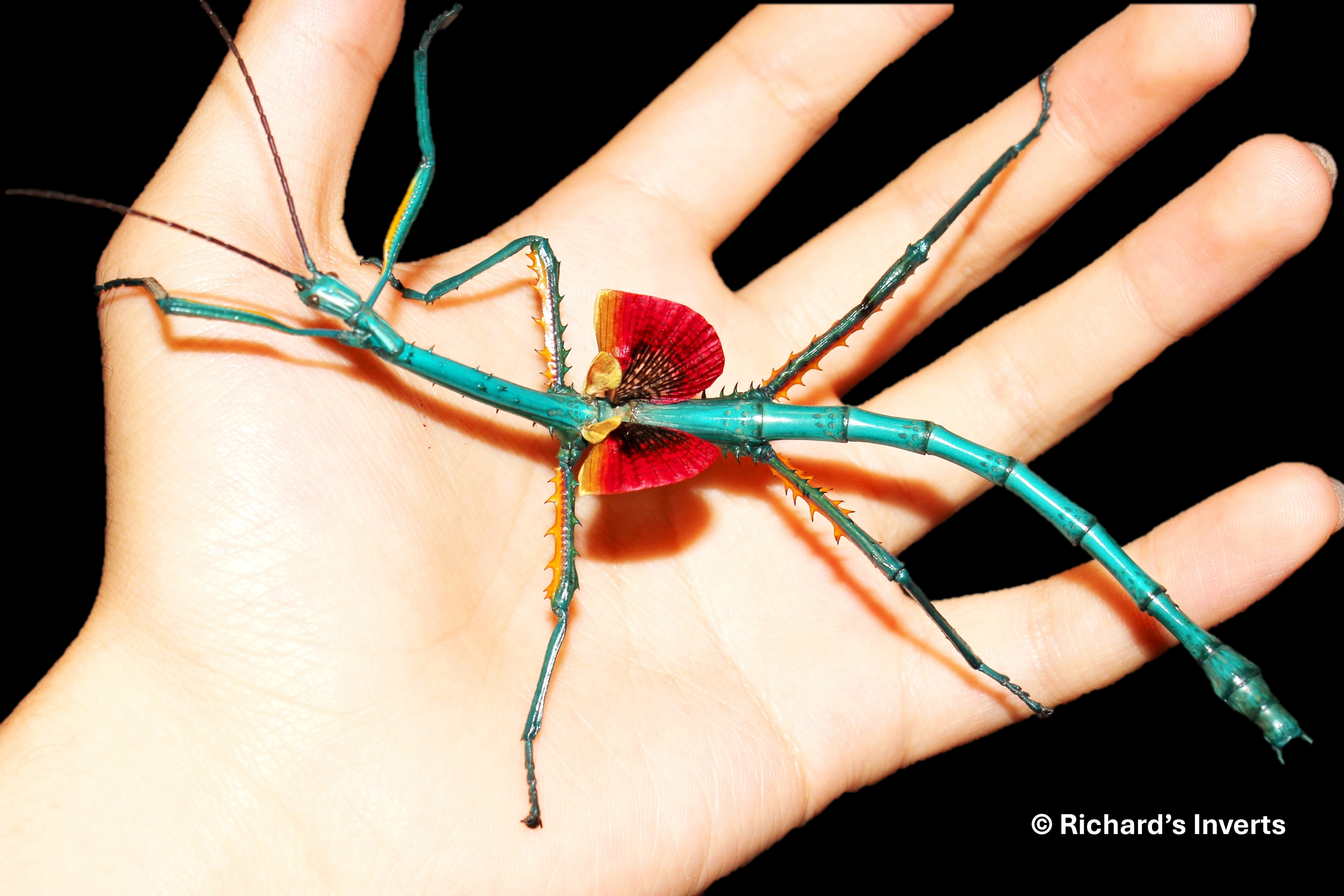 Stick Insect Birth Stick Insect Incubation Guide — Richard's Inverts