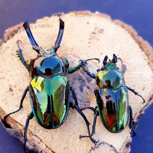 Rainbow Stag Beetle - Care Sheet — Richard's Inverts