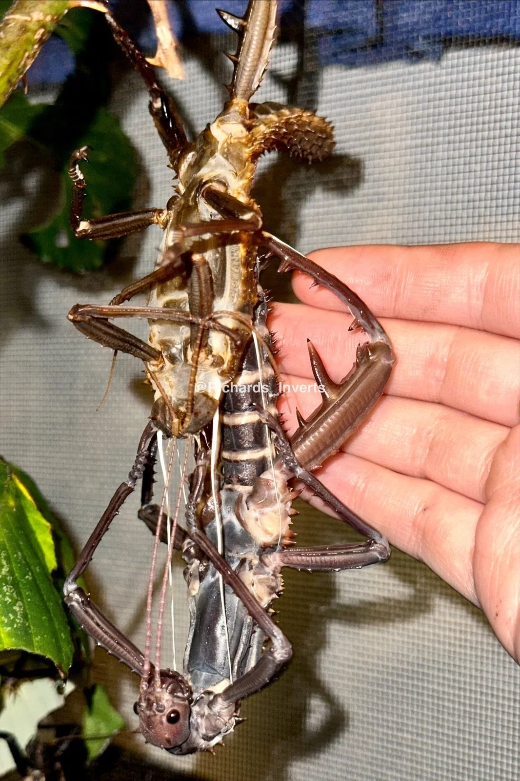 Stick Insect Devil Giant Thorny Devil Stick Insect - Care Sheet — Richard's Inverts