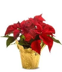 6.5 inch Red Poinsettia