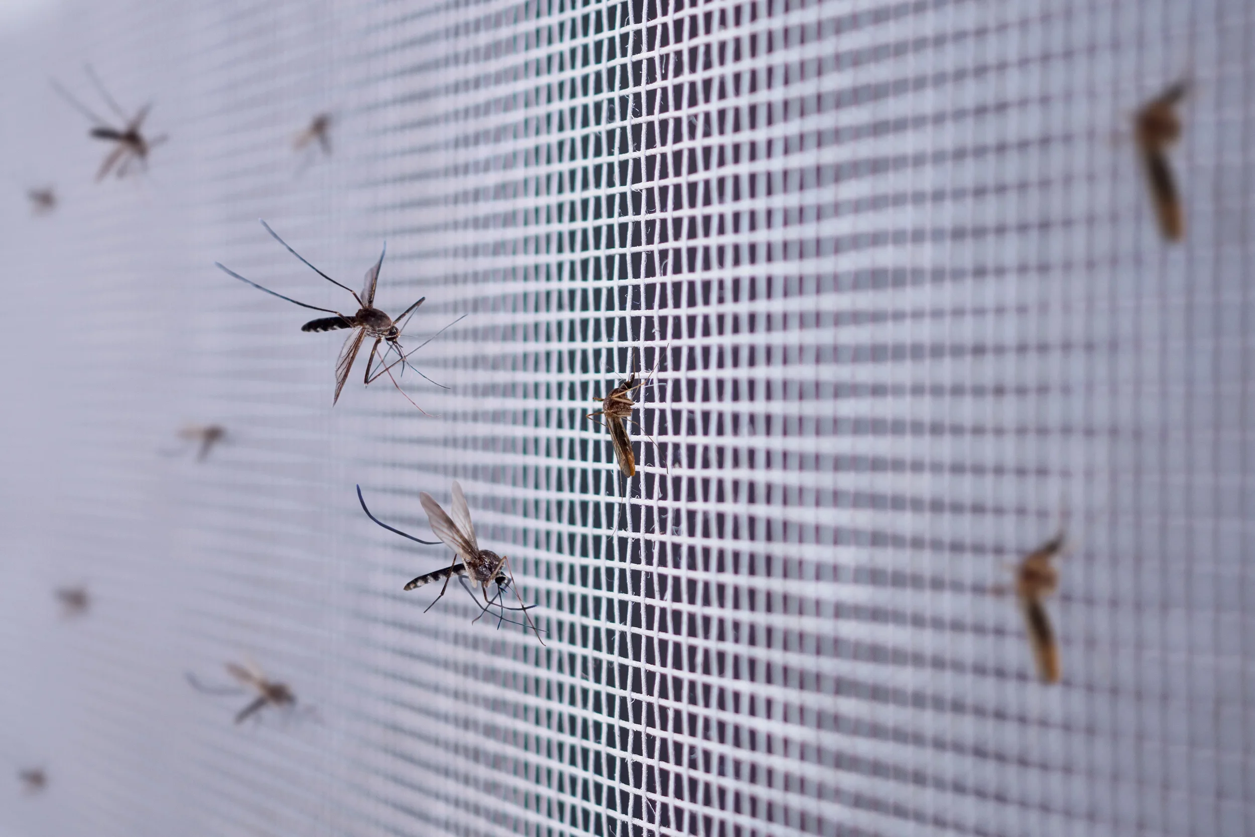 Safe Chem Pest Mosquito Program