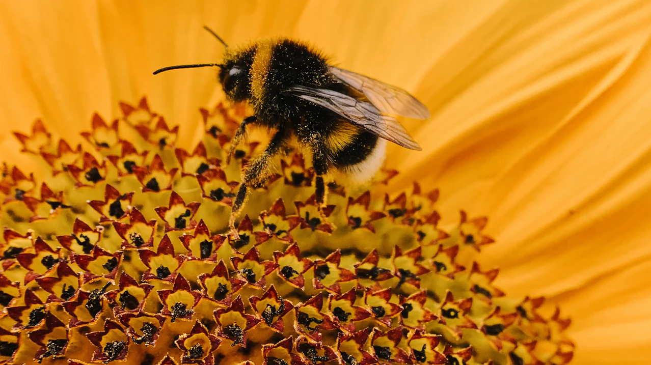 We Love Bees