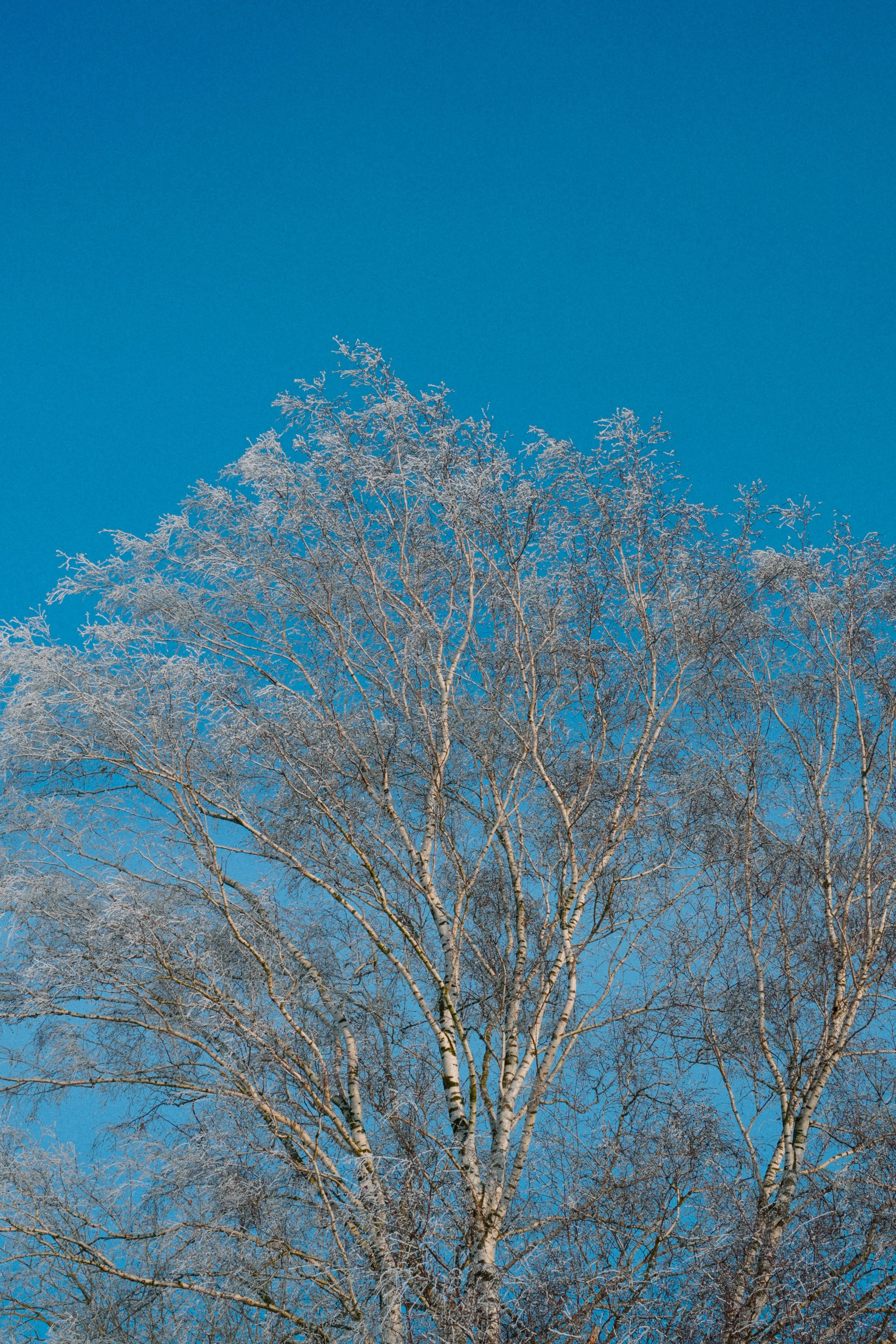 DSC00095.jpg