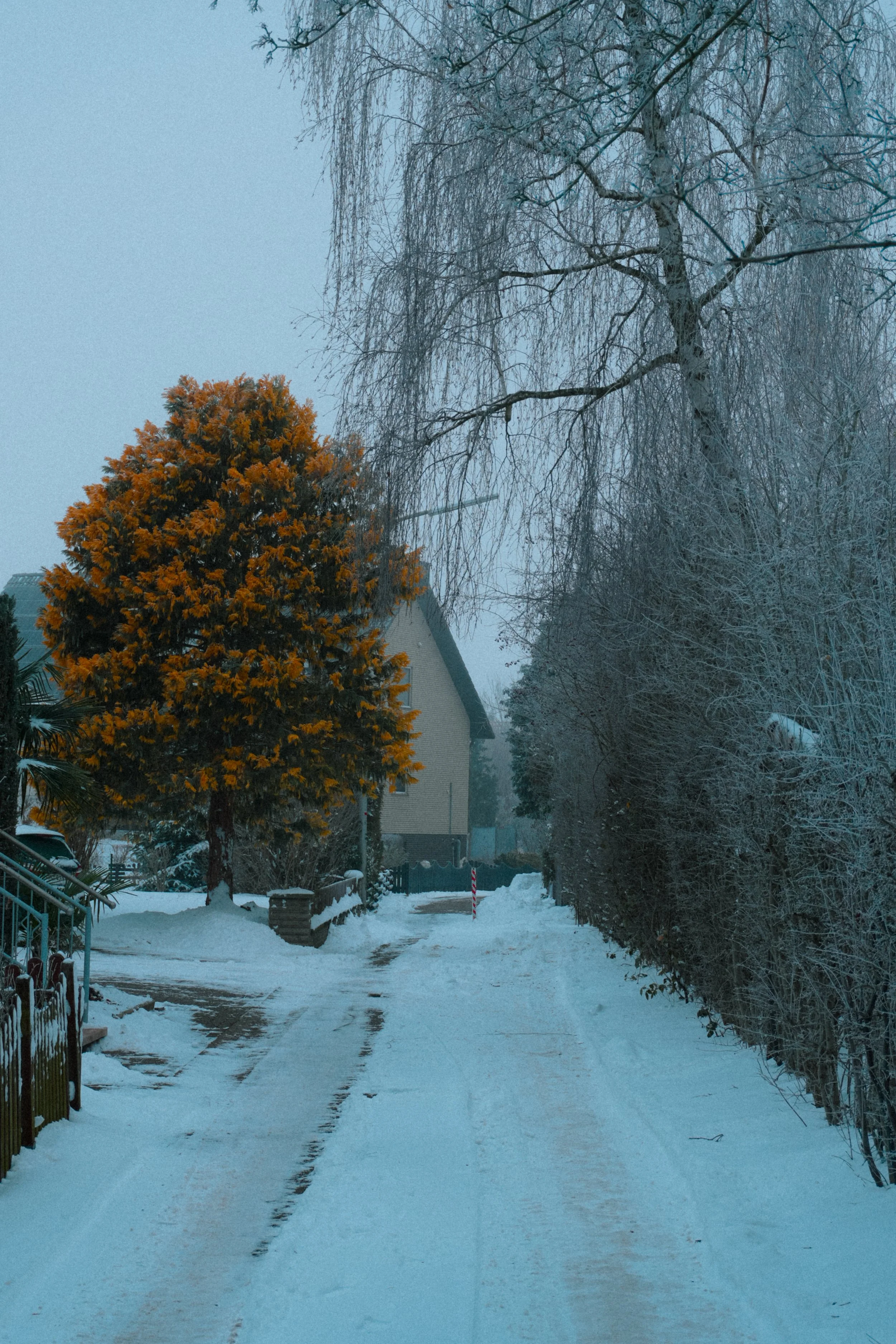 DSC00074.jpg