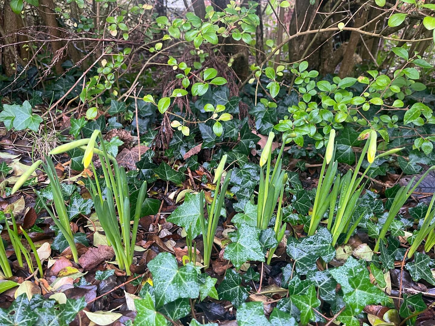 How lovely to see these snowdrops in bloom and daffodils pushing through when I came outside today - when journaling this morning I chose hope, optimism and energy as the qualities I want to embody and bring to the world today and I feel these are so