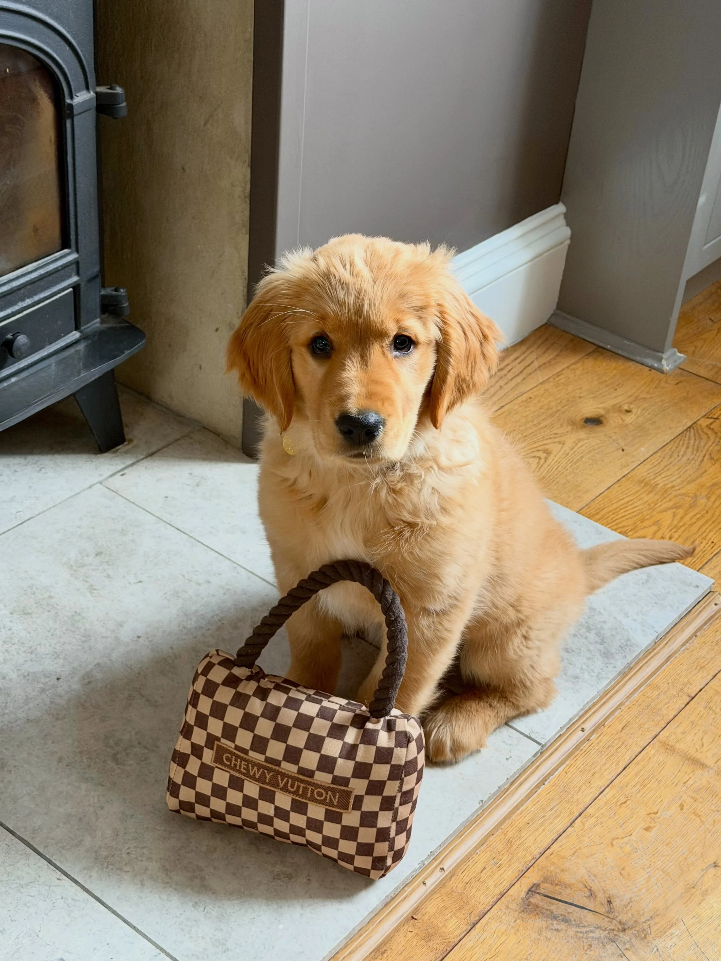 Future luxury handbag expert in training 🐾 

Too small for stock control and definitely not trusted with the designer handbags yet! Good thing she&rsquo;s got her Chewy Vuitton 🐶