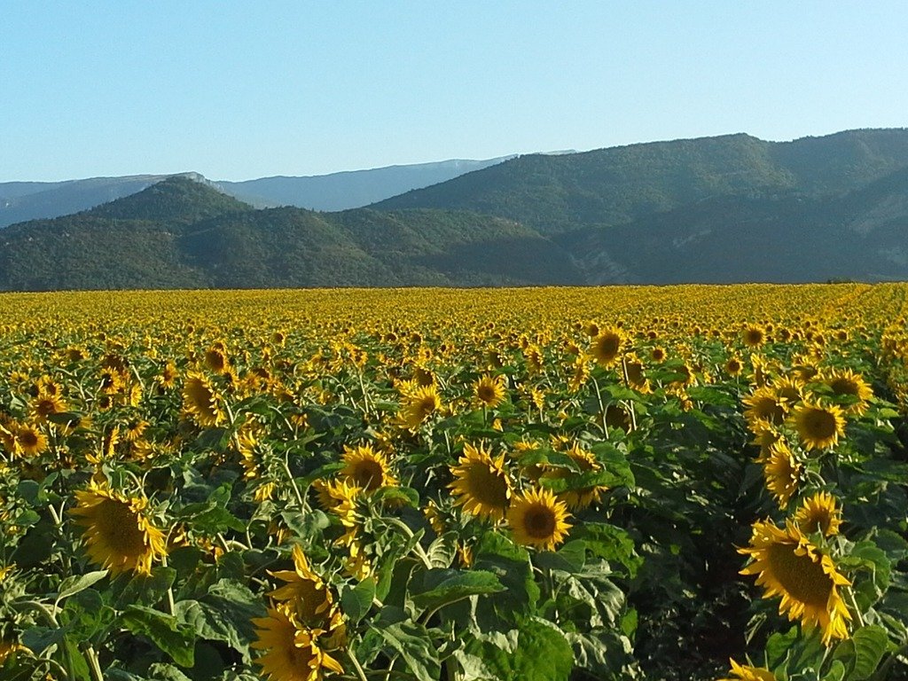 Summer Sunflowers &amp; Salesian Spirituality