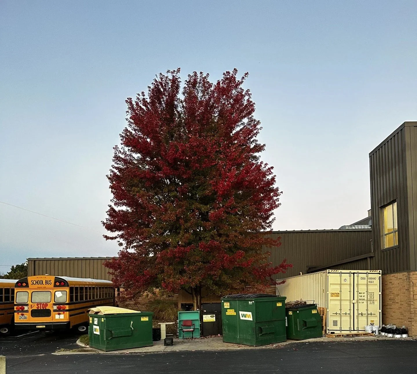 The Maple Tree and the Dumpster
