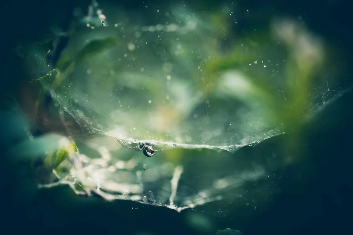 Forrester_Spring Weaver.jpg