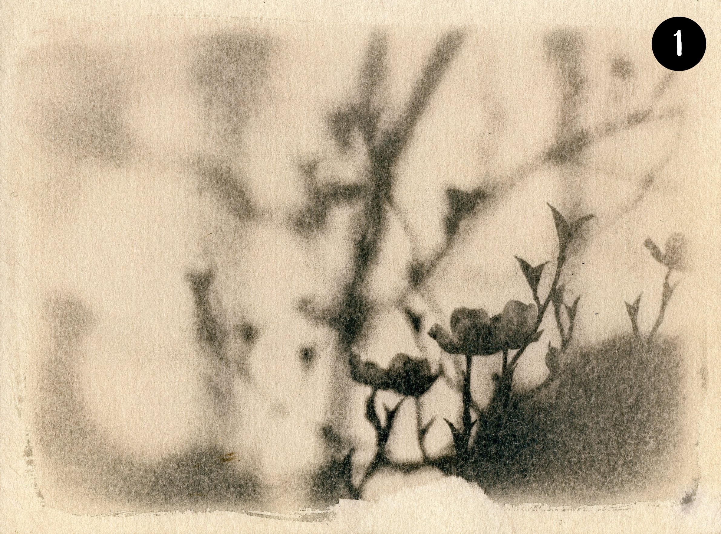 Dogwood001 number.jpg