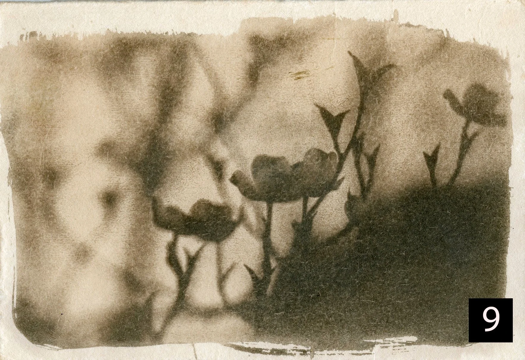 Dogwood009 number.jpg