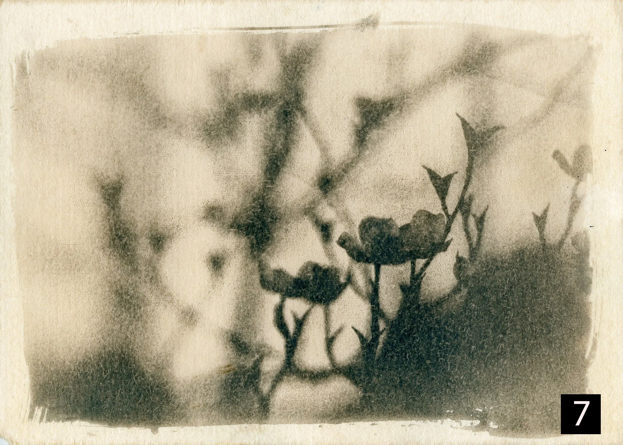 Dogwood007 number.jpg