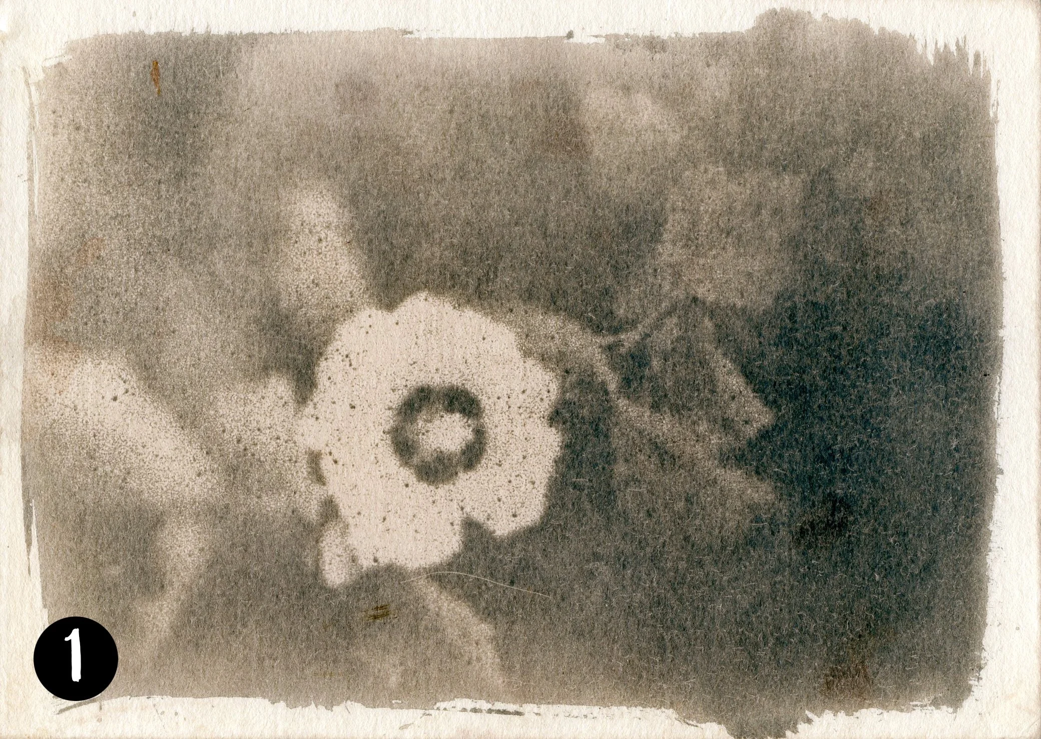 Magnolia001 number.jpg