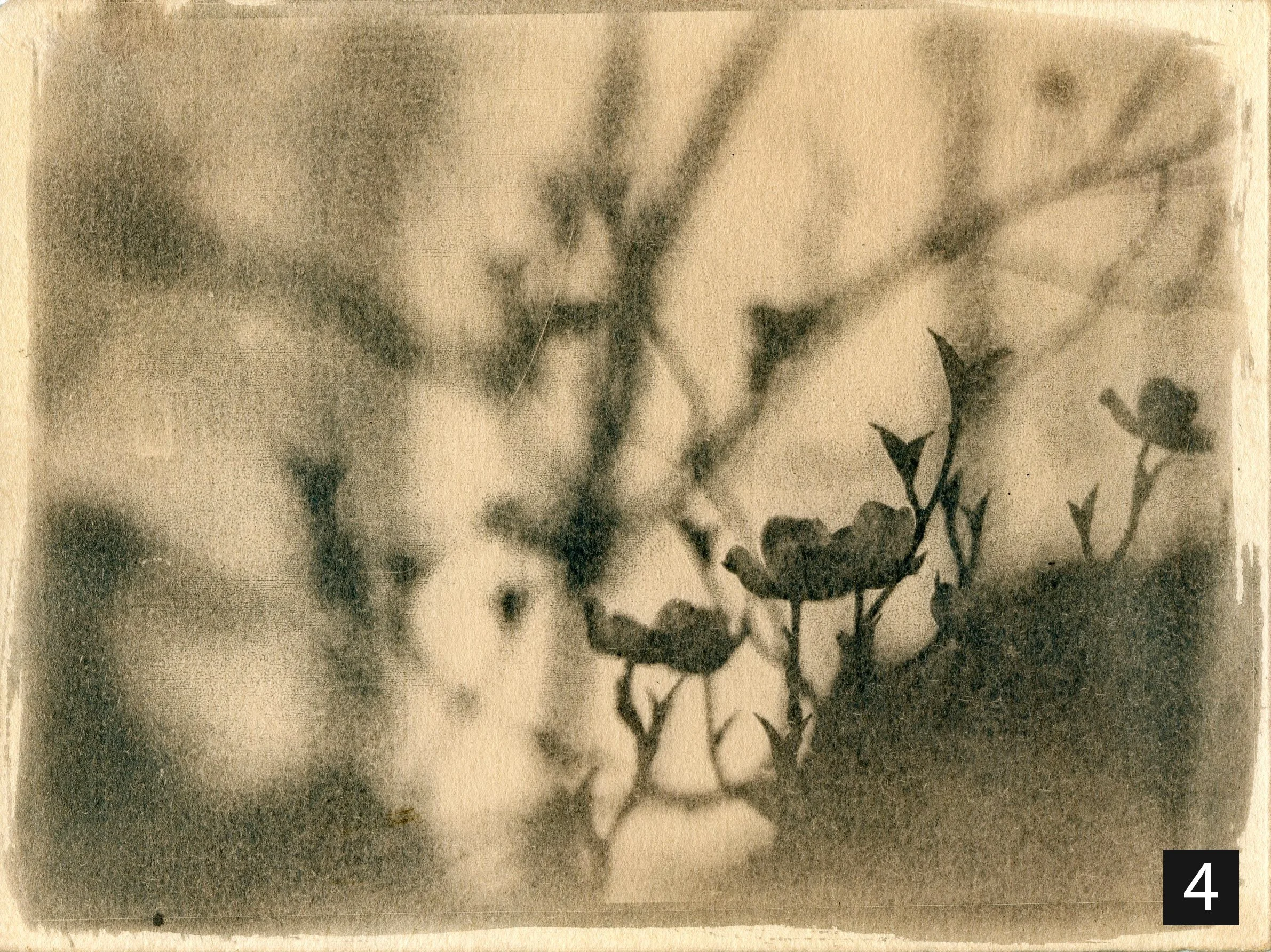 Dogwood004 number.jpg