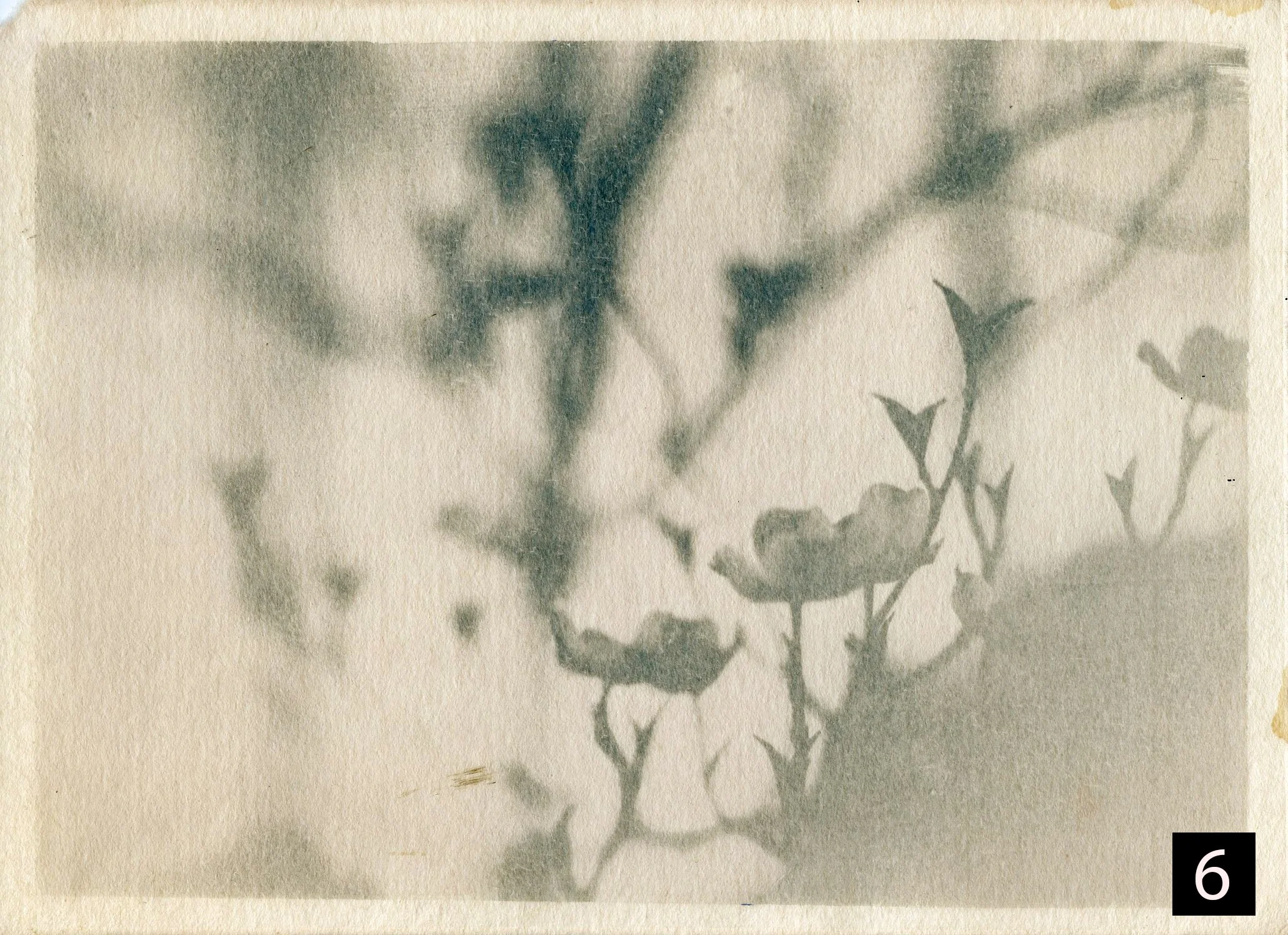 Dogwood006 numver.jpg