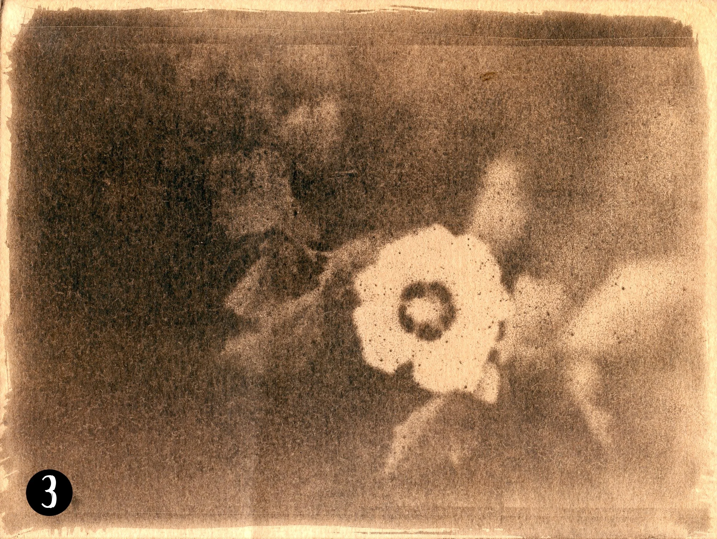 Magnolia003 number.jpg