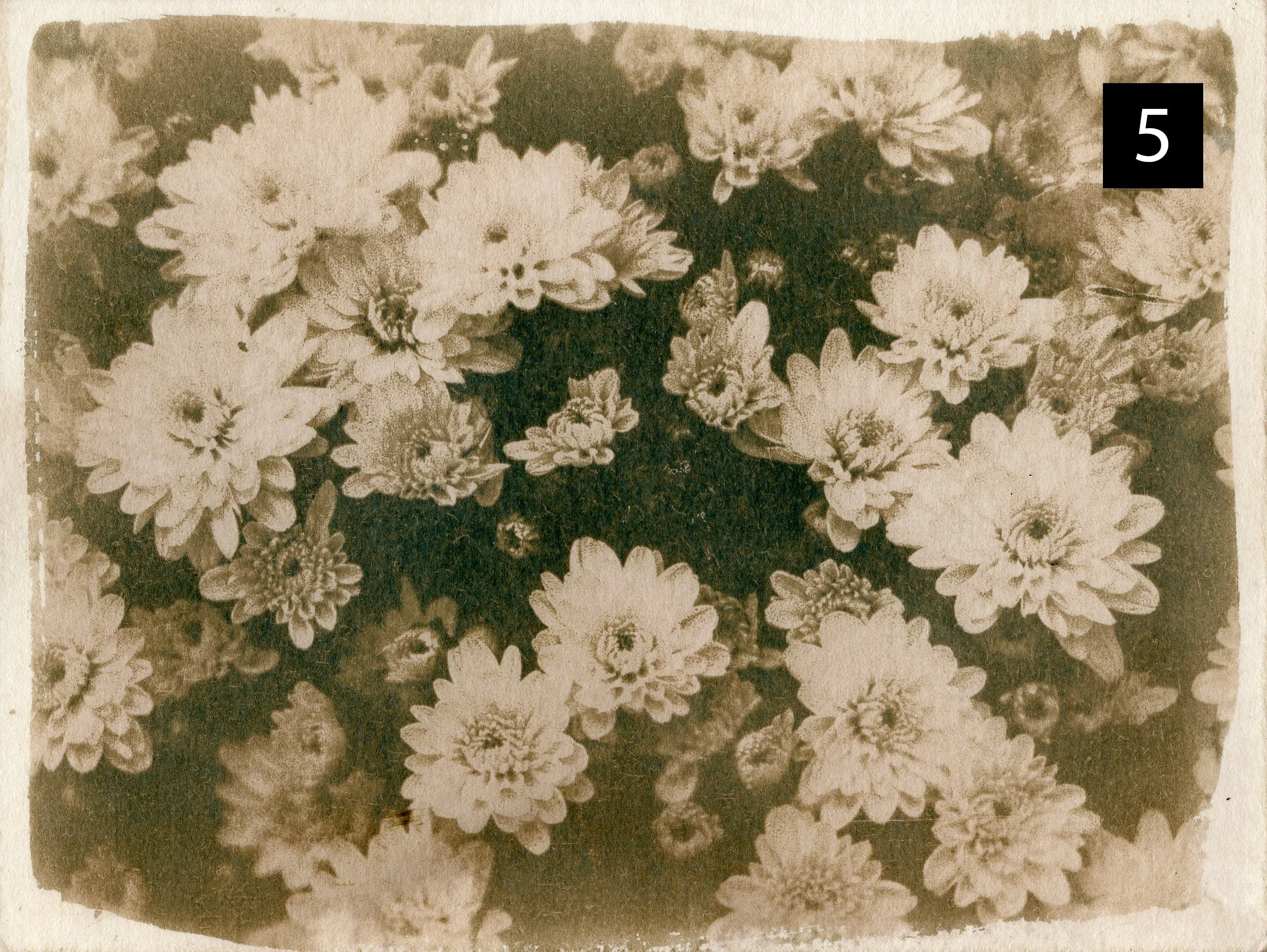 Flowers005 number.jpg