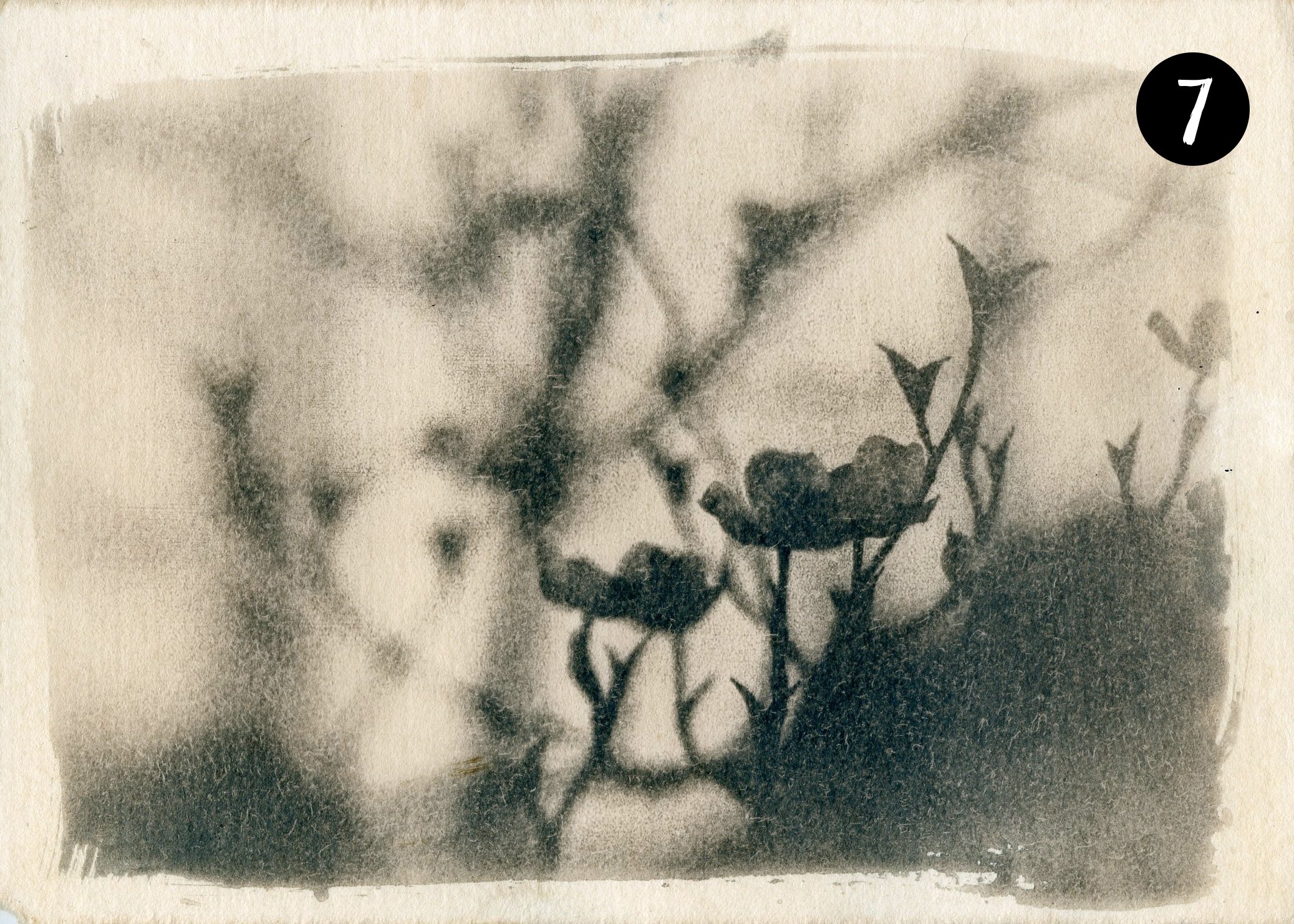 Dogwood007 number.jpg